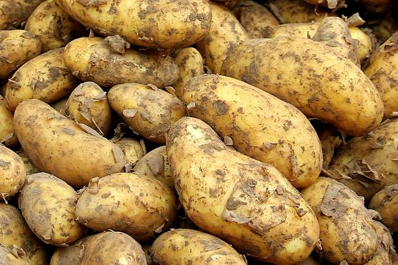 Kartoffelaktion gestartet (März 2023)